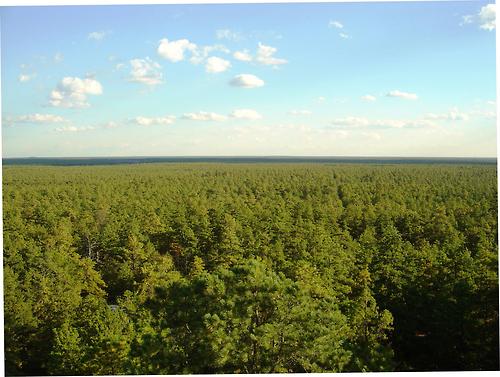 Pine Barrens