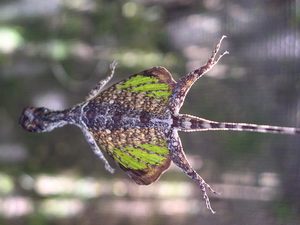 Draco Volans