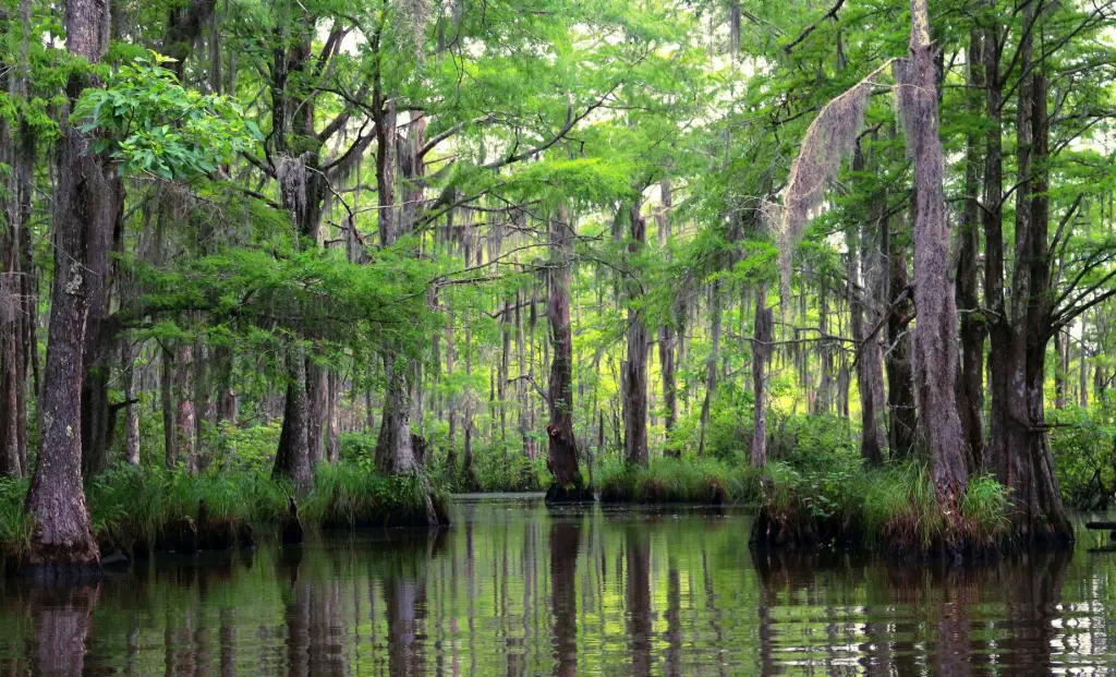 Bayou