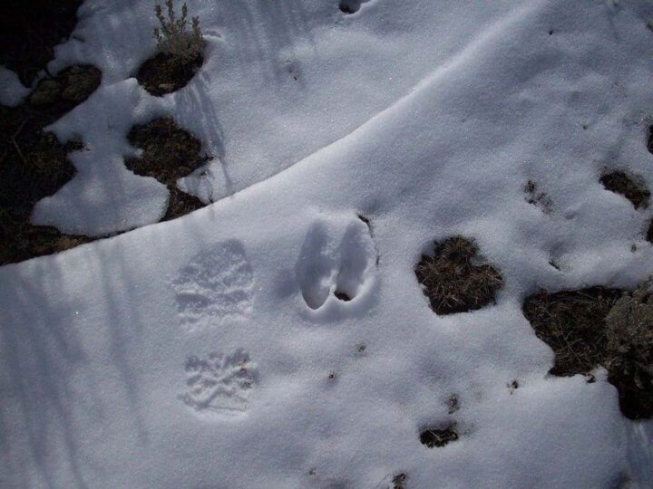 Die Fußspuren des Teufels