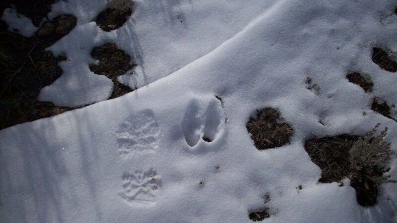 Die Fußspuren des Teufels