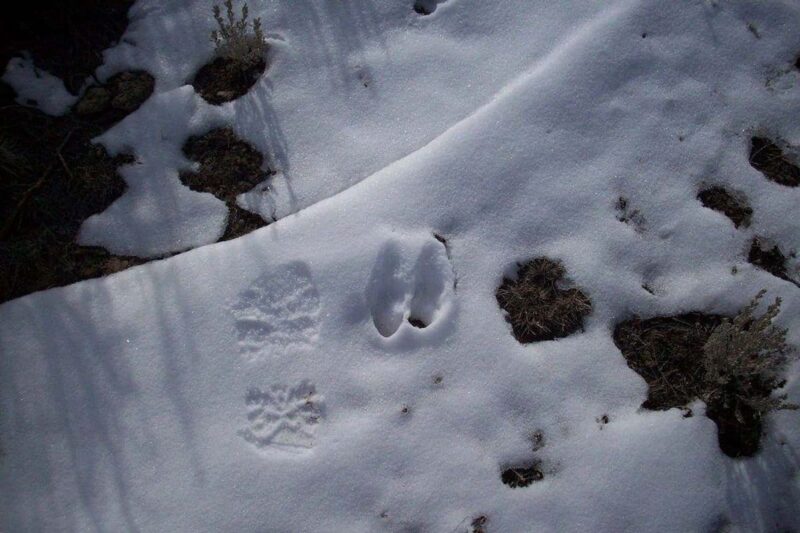 Die Fußspuren des Teufels