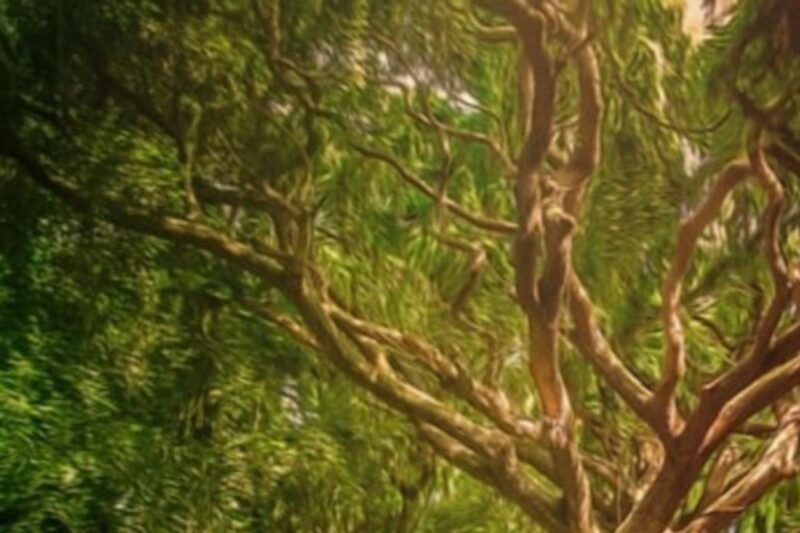 Unter Bäumen: Ein Blick auf die Wälder in der Mythologie