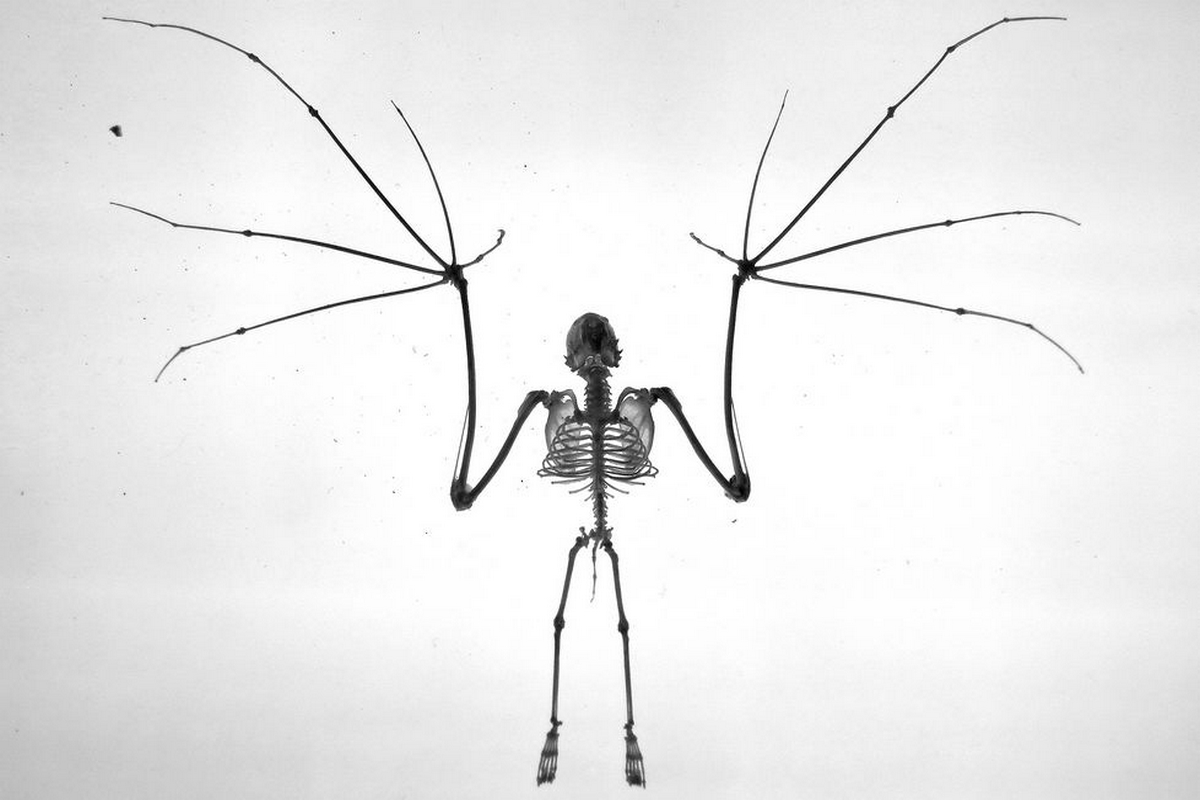 Jenseits von Dracula – Hässliche Folklore