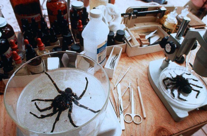 Arachnophobia